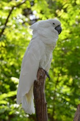 Pappagallo Cacatua bianco   