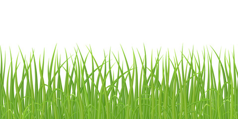 High quality green grass on white background, seamless vector illustration.