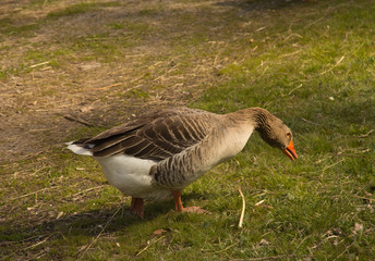 Greylag goose on green grass