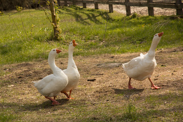 Obraz premium White gooses on green grass