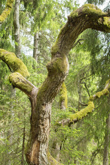 Old tree. Gauja national park, Latvia