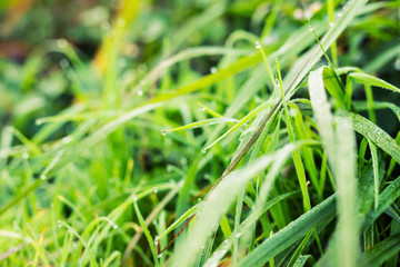 water drops on the green grass close up