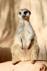 jerboa sitting on a stone and looks aside
