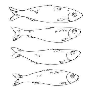 vector white black contour sketch of fish set 