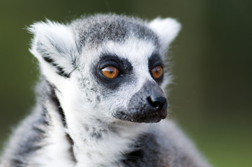 Lemur