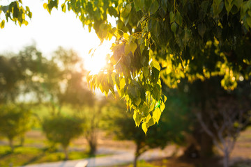 Fresh green leaves on nature framing the sun in the middle and forming rays of light