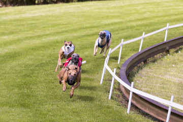 Bruine windhond aan kop.