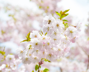 Flower ornamental cherry with spring atmosphere and blue sky