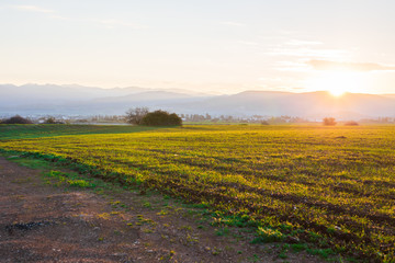 green rural field at the early morning