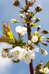 Blooming tree with white flowers. Soft focus. Spring blossom background.