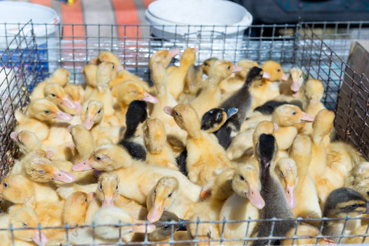 Yellow, fluffy, small ducklings in a cage on a bird market close-up.