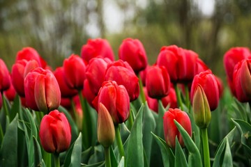 Obraz premium Red tulips garden, selective focus