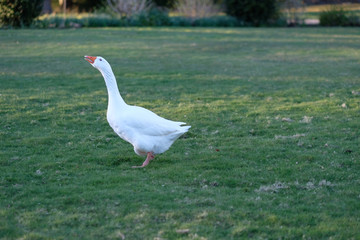 White homemade goose on the lawn of the manor