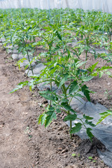 Tomato seedling before planting into the soil, greenhouse plants, drip irrigation, greenhouse cultivation of tomatoes in agriculture, hard-working farmer hands