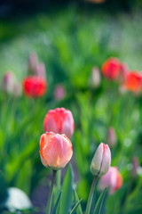 Fototapeta premium Flowers tulips are red-yellow on a background of green