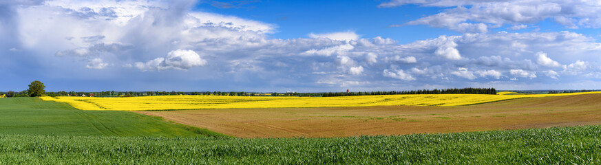 Panoramic view of rape field under amazing cloudy sky in spring time. Poland.