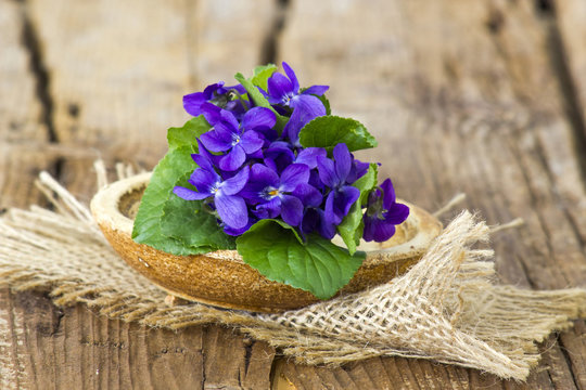 Viola odorata -  spring flowers bouquet