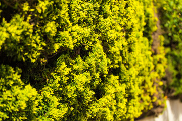 Branches Thuja background green tree