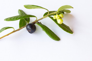 Sprig forest blueberries on a white background