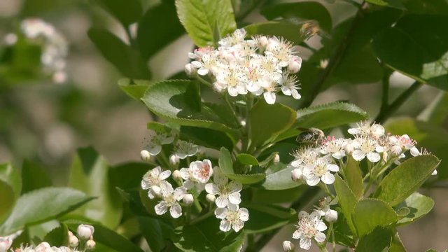 Aronia melanocarpa blossom branches in fruit orchard