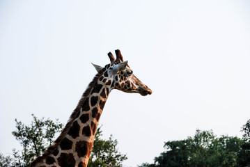 Giraffa