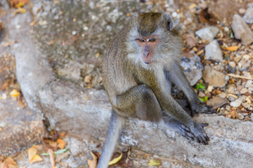 Closeup Thailand Asian monkey at Krabi.