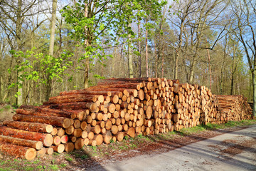 Gestapelte Baumstämme im Wald