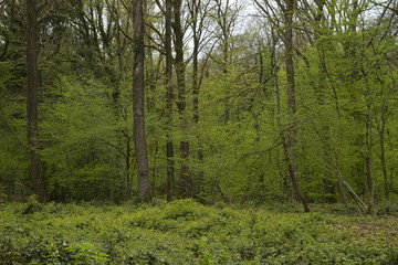 green forest