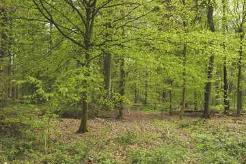 green forest in spring