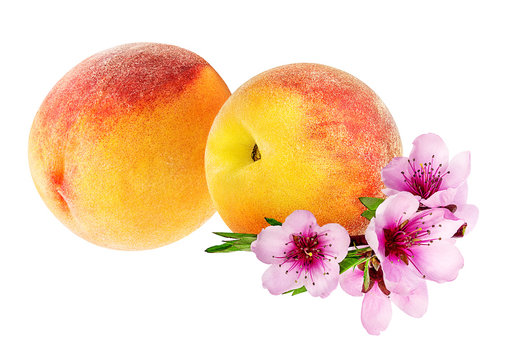     Peach  and peach flowers  isolated on white