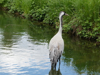 Heron