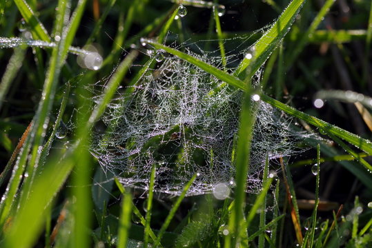 pajęczyna w trawie