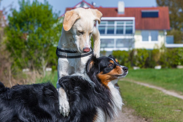 Hund zeigt dominates Verhalten