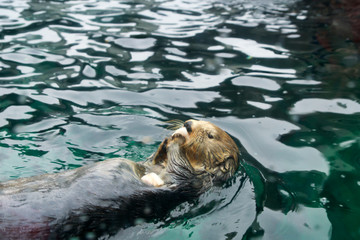 SEATTLE, WASHINGTON, USA - JAN 25th, 2017: Otter swimming on his back, looking into camera and eating fish in a aquarium