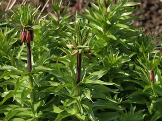 Geschlossene Blüte an Kaiserkrone