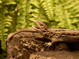 Lacerta agilis