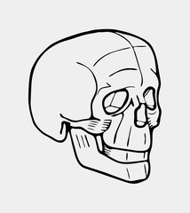 Hand drawn black and white skull