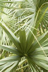 Obraz na płótnie Canvas Intertwining leaf tips of palmetto leaves in south Florida.