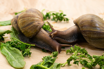 African achatina snails eats greens at home
