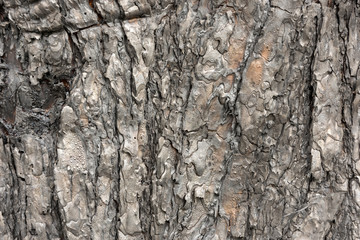 Scorched pine bark after fire in forest background texture
