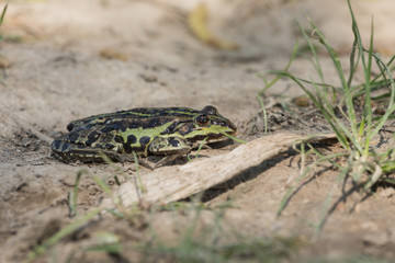 Green Frog Sitting At The Bank