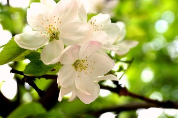 цветы яблони