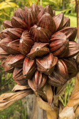 Cluster of brown nuts of the Nipa palm in Florida.