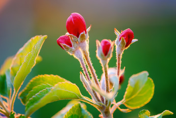 spring tree in blossom