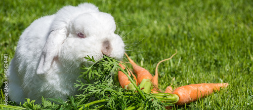 "Hase frisst Möhren" Stockfotos und lizenzfreie Bilder auf Fotolia.com