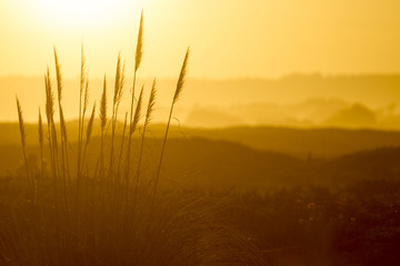 Golden Beach Grass
