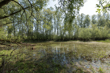 Obraz premium Small Lake At Millingerwaard Netherlands