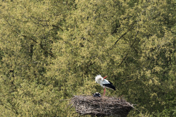Two Storks In Nest At Millingerwaard