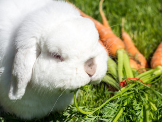 Vegetarier