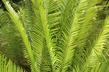 Green, pinnate leaves of a Zamia cycad in Florida.